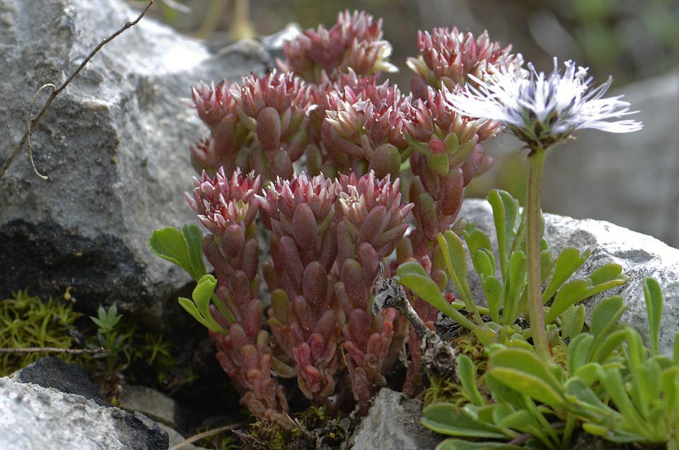 Sedum atratum / Borracina verde scura